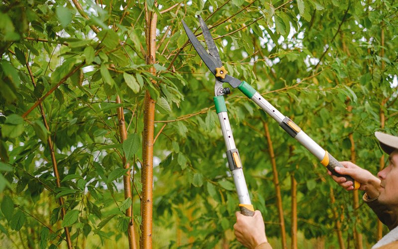 Tree trimming in Wattsburg, PA